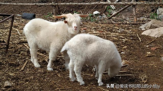 拐弯处的回头四年级参考答案（拐弯处的回头爸爸是一个怎样的人）
