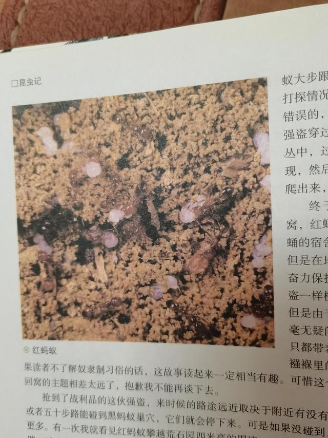 昆虫记阅读感想20字（昆虫记阅读感想300字）