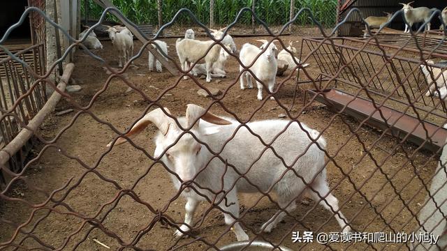 拐弯处的回头四年级参考答案（拐弯处的回头爸爸是一个怎样的人）