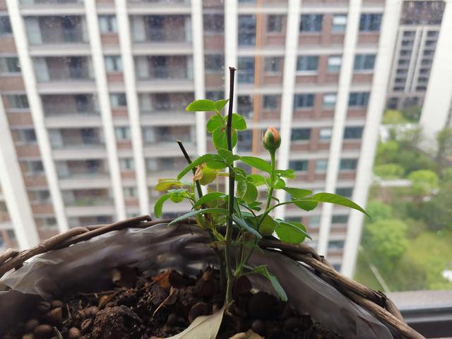 观察日记50字植物荷花，观察日记50字植物5篇