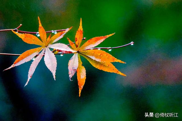 写雨的散文随笔唯美，写雨的散文随笔唯美句子！