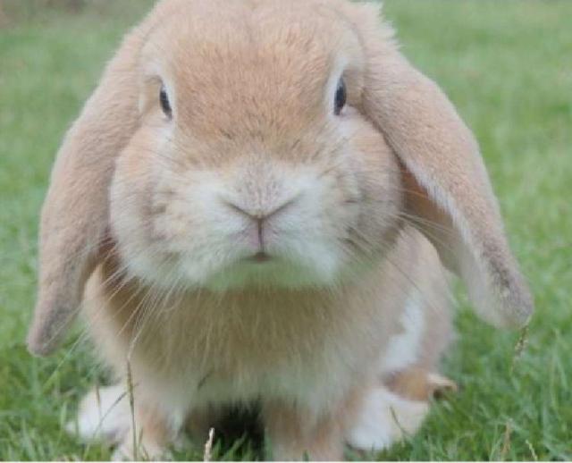 小兔子蹦蹦跳儿歌，一只小兔子蹦蹦跳儿歌